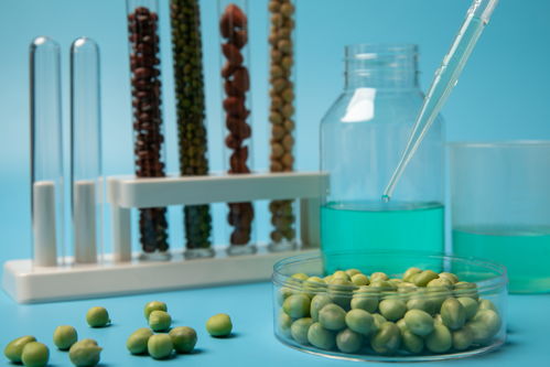 豌豆食品安全农业科技食品培育摄影图 插画 下载至来源处