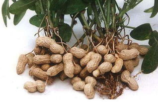 终于发现天然的 溶栓王 ,每天吃一点,血管通畅,预防血栓