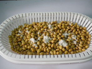 自制纳豆的做法,自制纳豆怎么做好吃,自制纳豆的家常做法 西马栀子