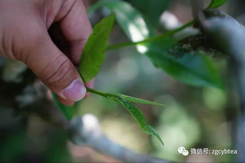 挑战极限 从门外汉到自研熟普发酵技术 坐拥600万粉丝,这个85后怎么做到的