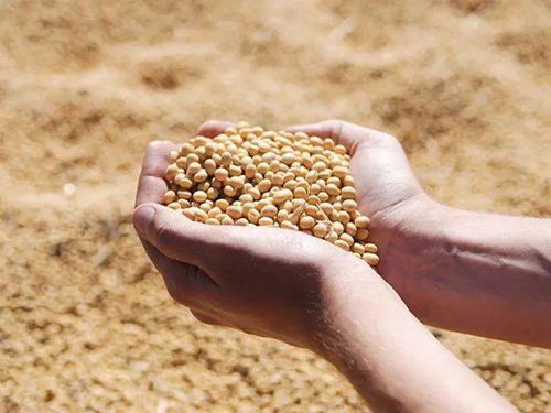 软糯爽口的国产纳豆,当零食 调菜 拌饭 越吃越过瘾