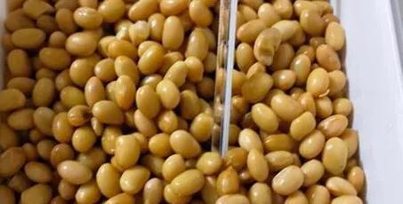 纳豆的神奇功效(探索纳豆的作用及食用方法)